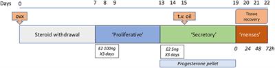 Mechanisms of Scarless Repair at Time of Menstruation: Insights From Mouse Models